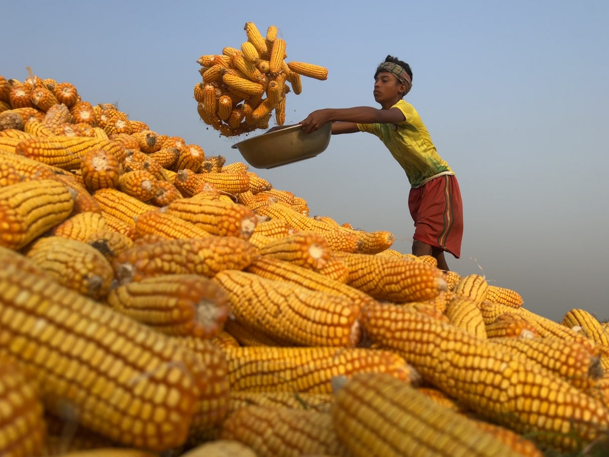 Corn processing Poster och Canvastavla