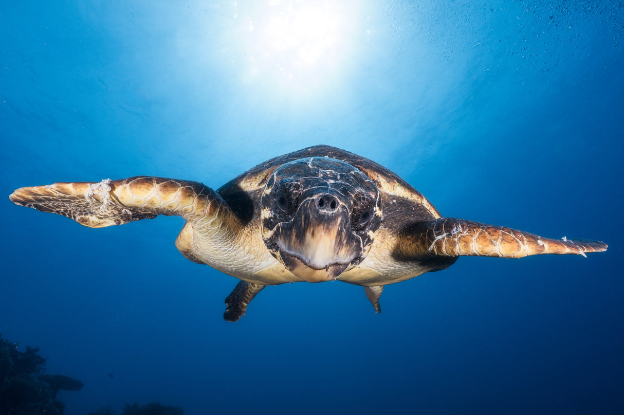 Face to Face with a Hawksbill sea turtle Poster och Canvastavla