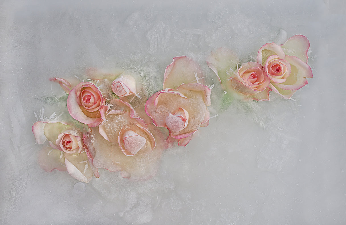 Roses. Poster och Canvastavla