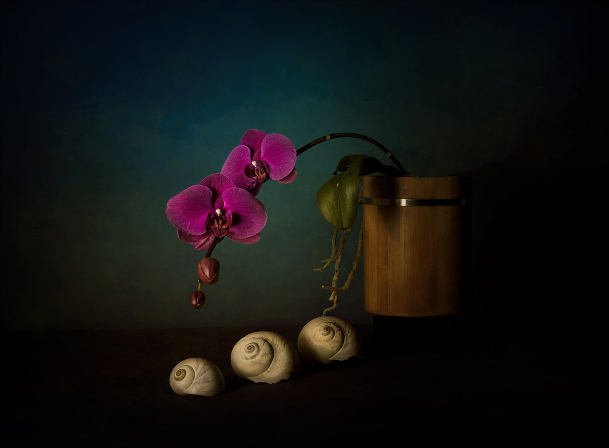 Orchid and sea shells Poster och Canvastavla