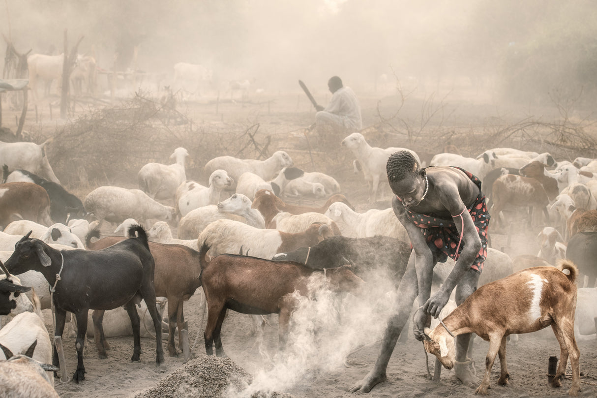 Young goat herder at work Poster och Canvastavla