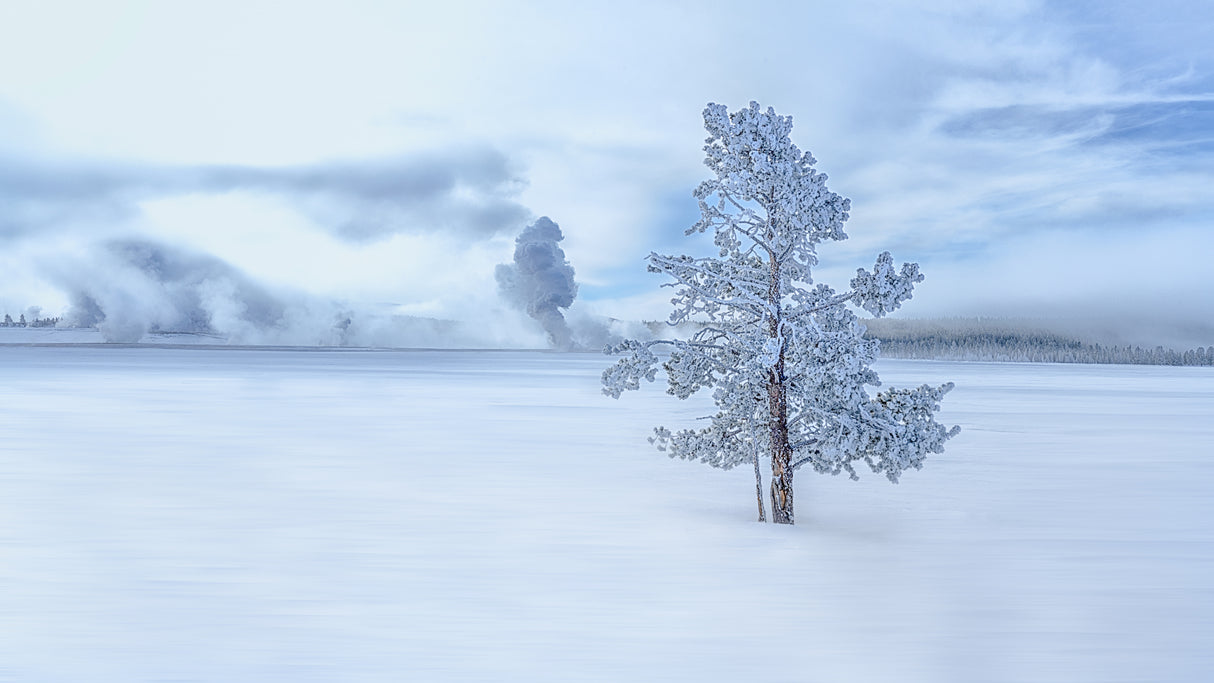 A snow covered longly tree Poster och Canvastavla