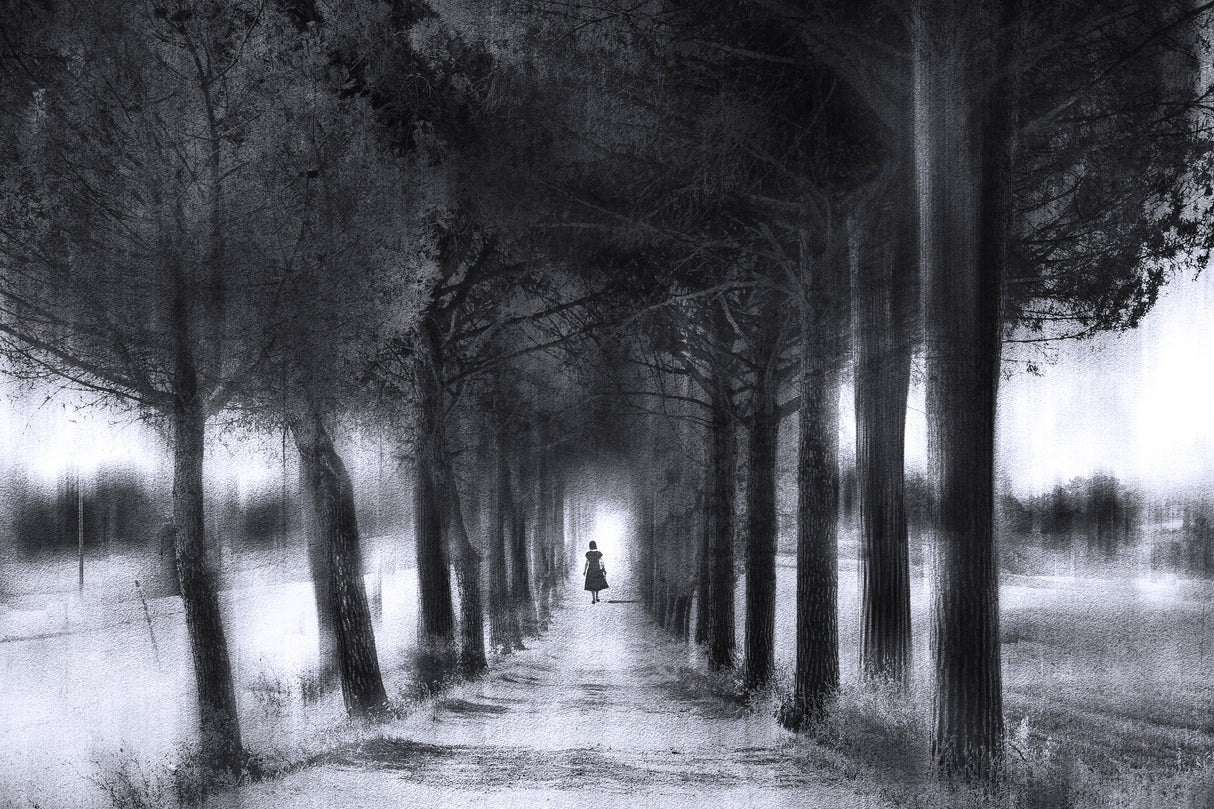 Light through the trees Poster och Canvastavla
