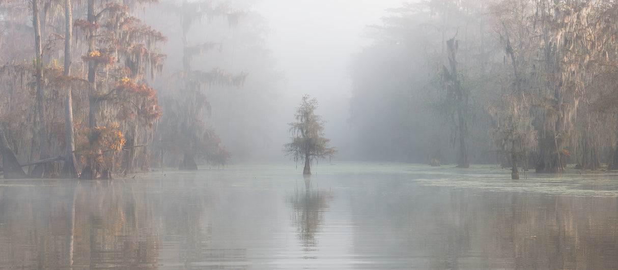 Misty Bayou Poster och Canvastavla