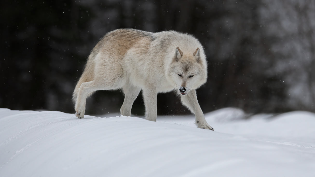 Gray Wolf Poster och Canvastavla