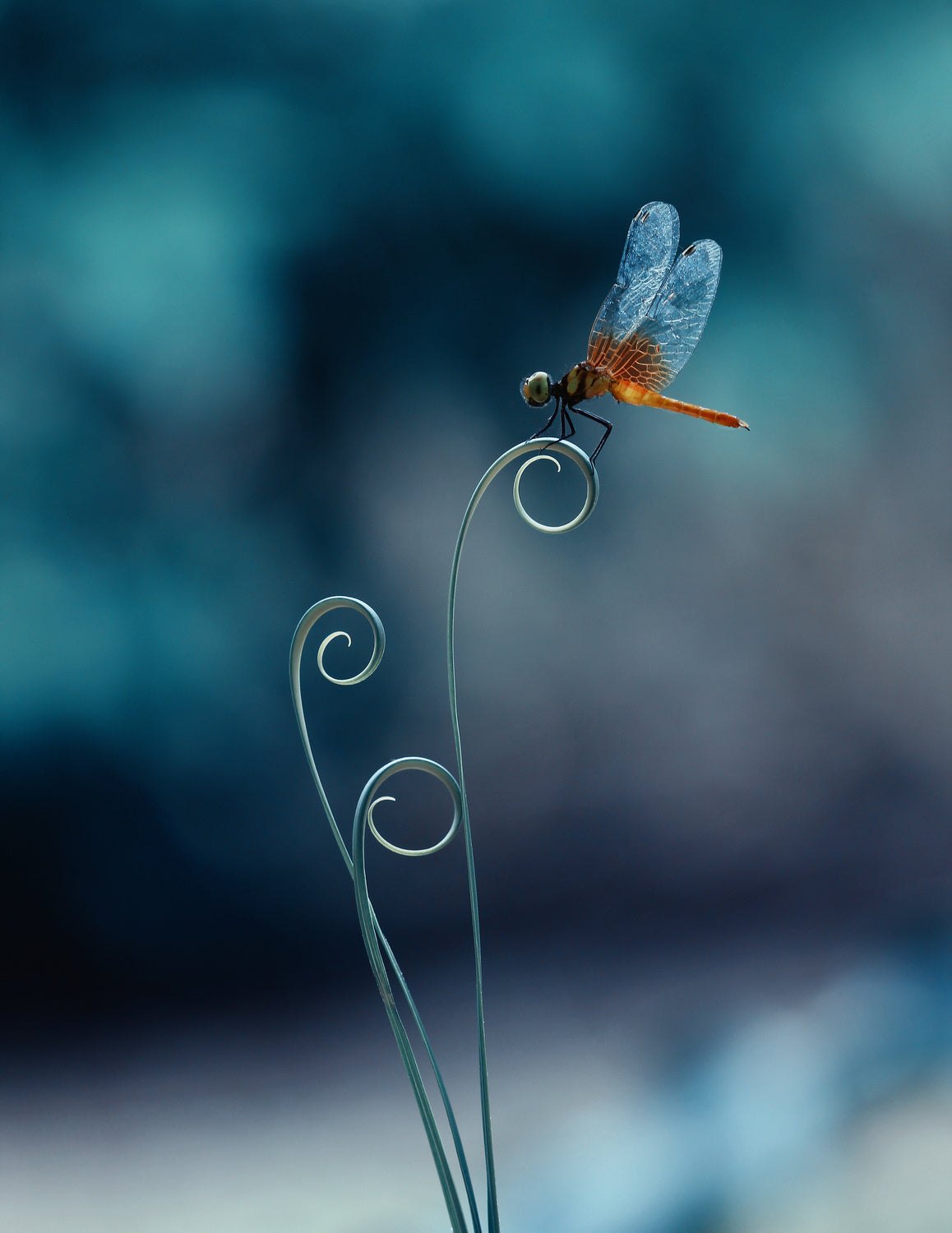 dragonfly Poster och Canvastavla