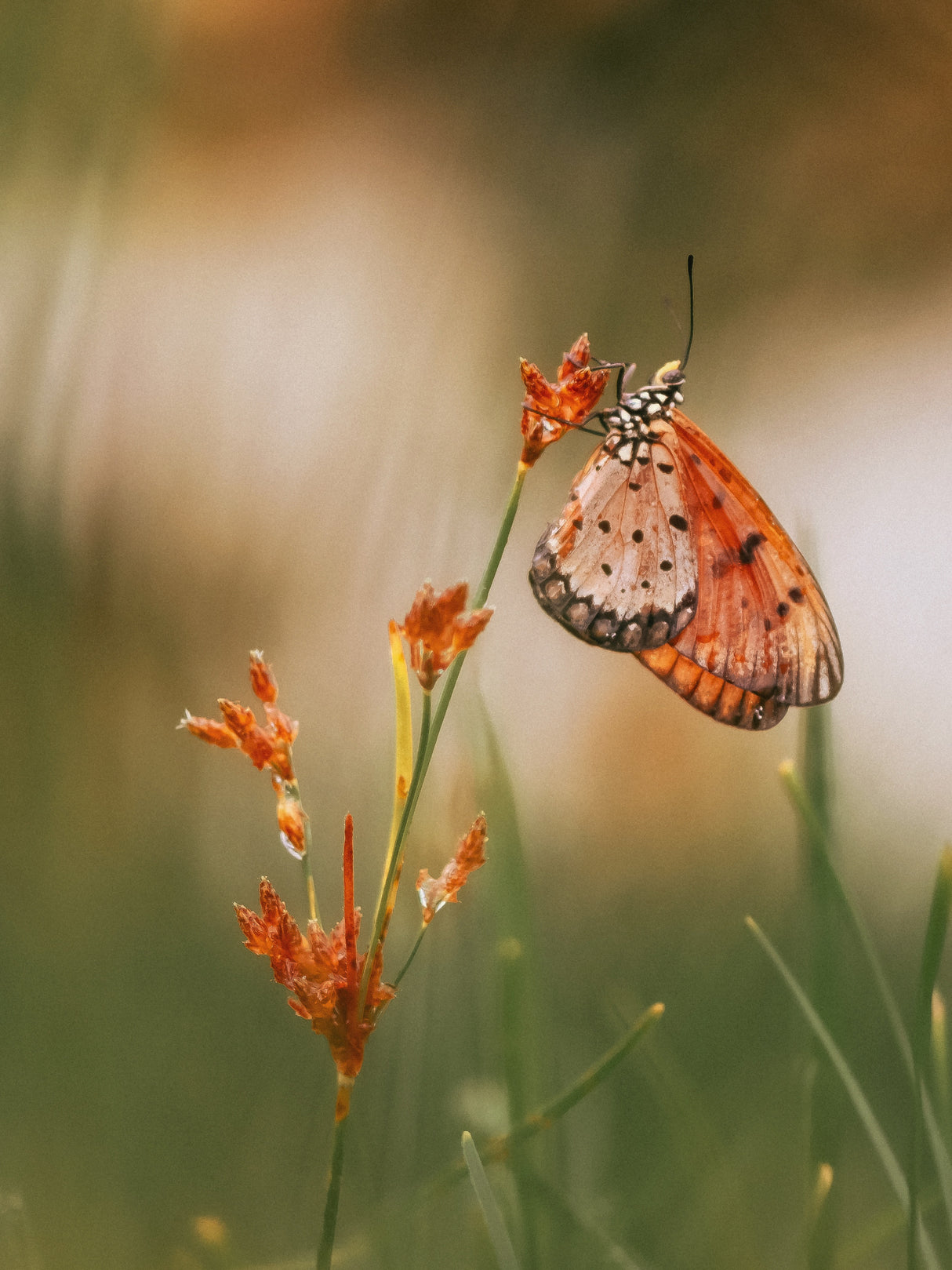Butterfly Poster och Canvastavla