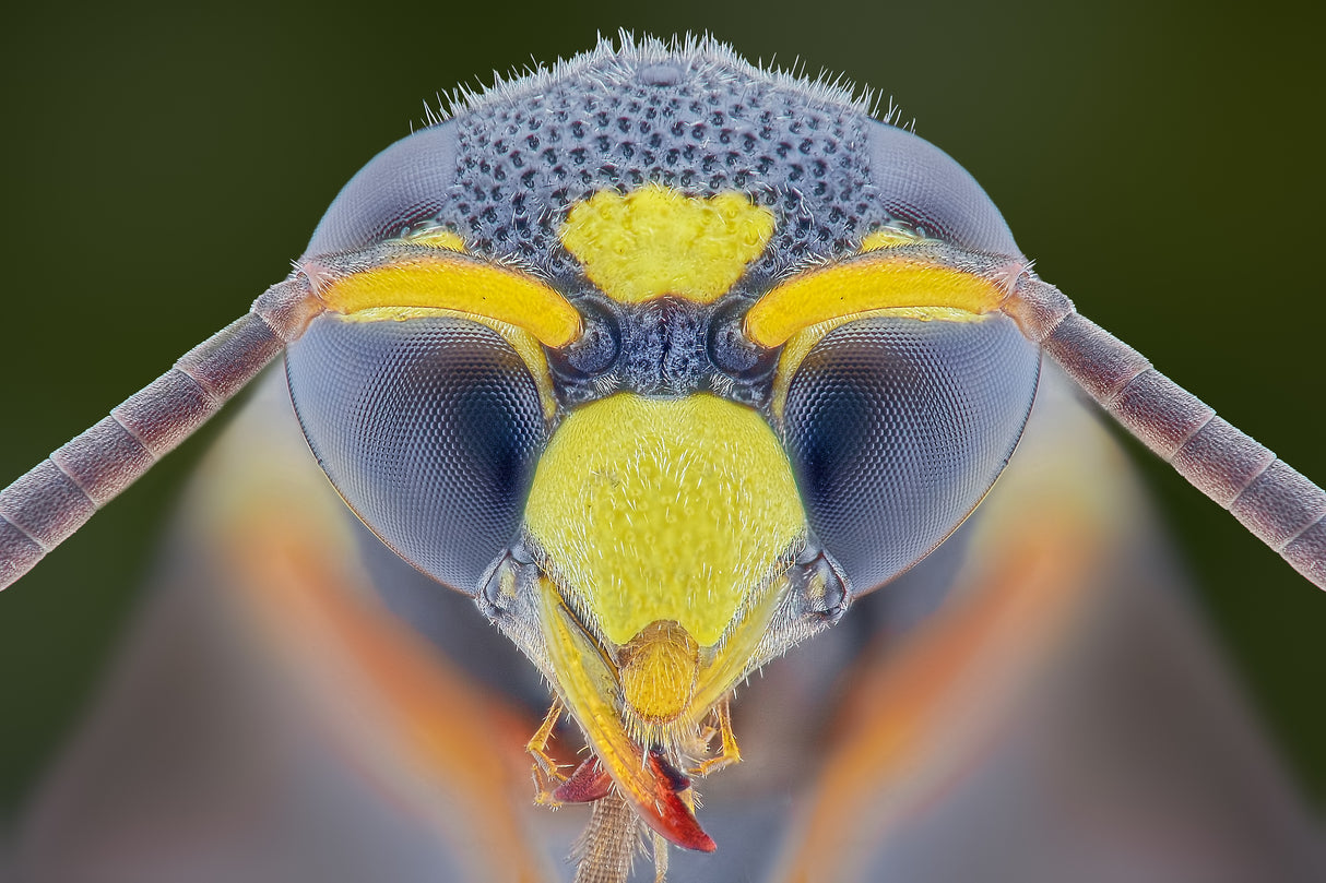 Yellow Jacket Poster och Canvastavla