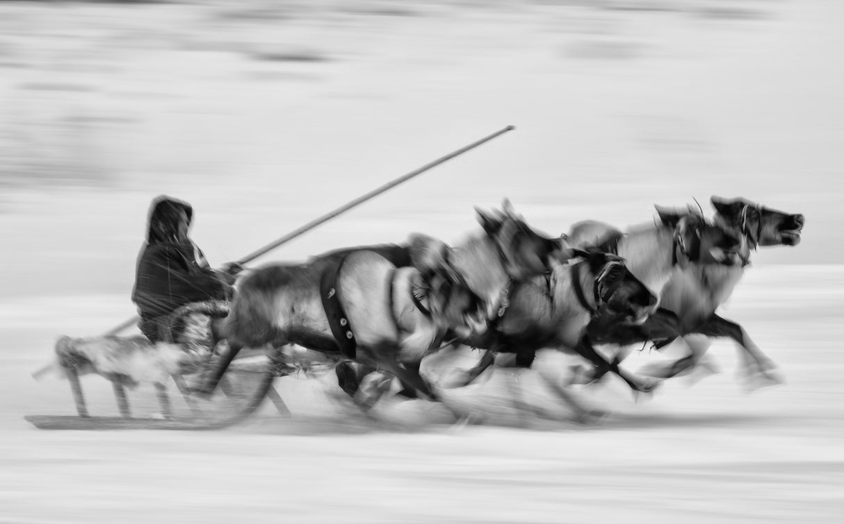 Faster than wind Poster och Canvastavla