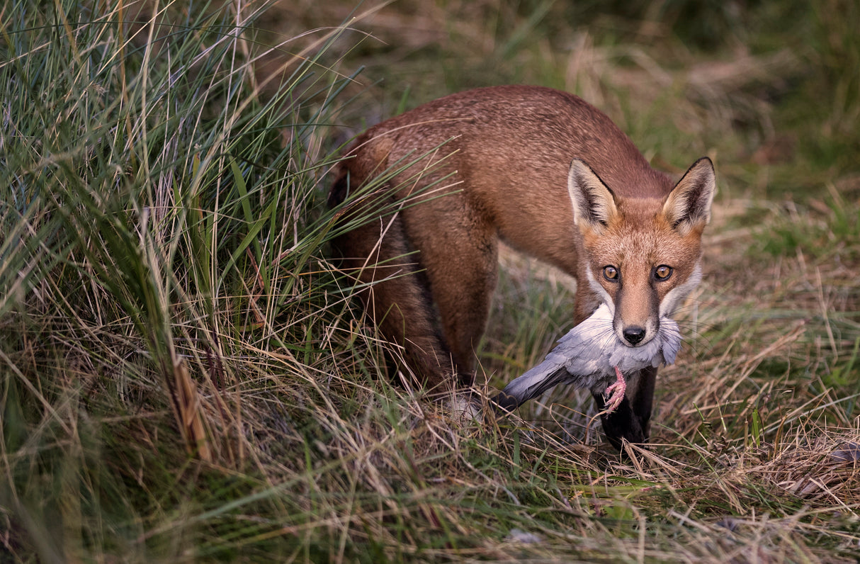 Red Fox with Quarry Poster och Canvastavla