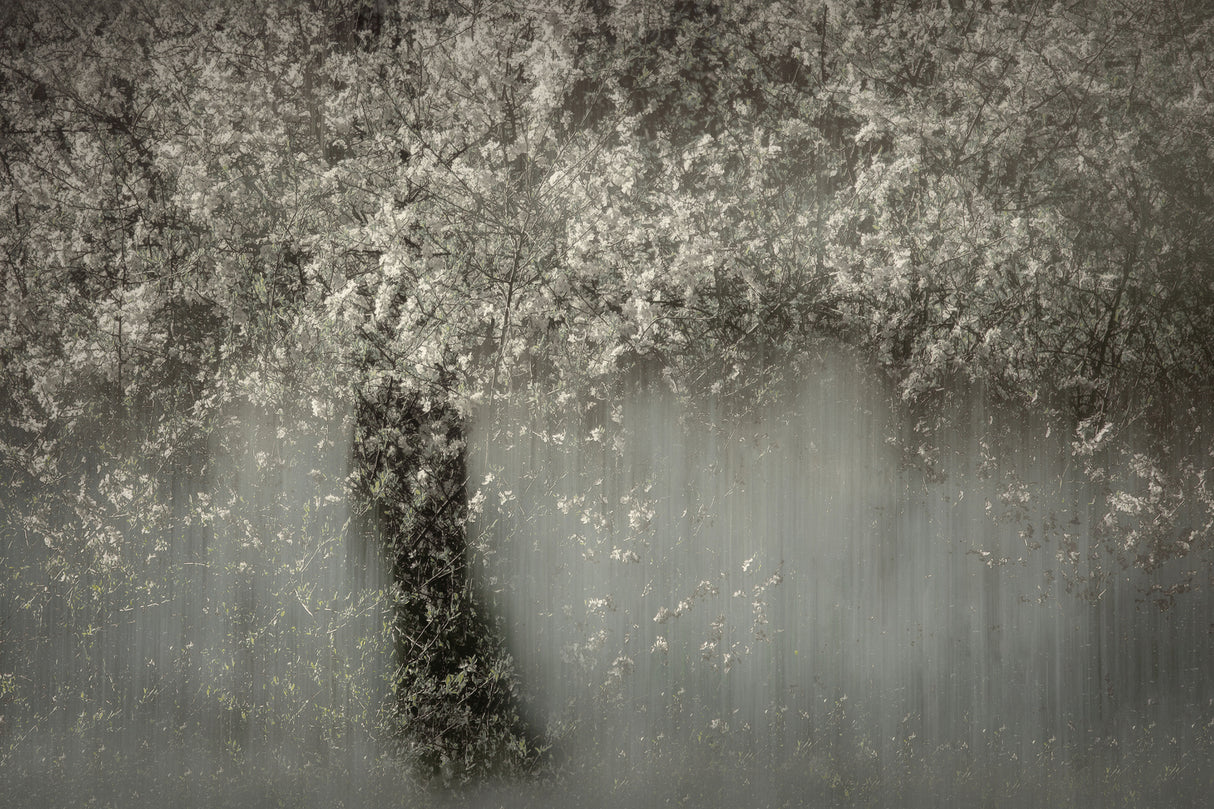 White blossom Poster och Canvastavla