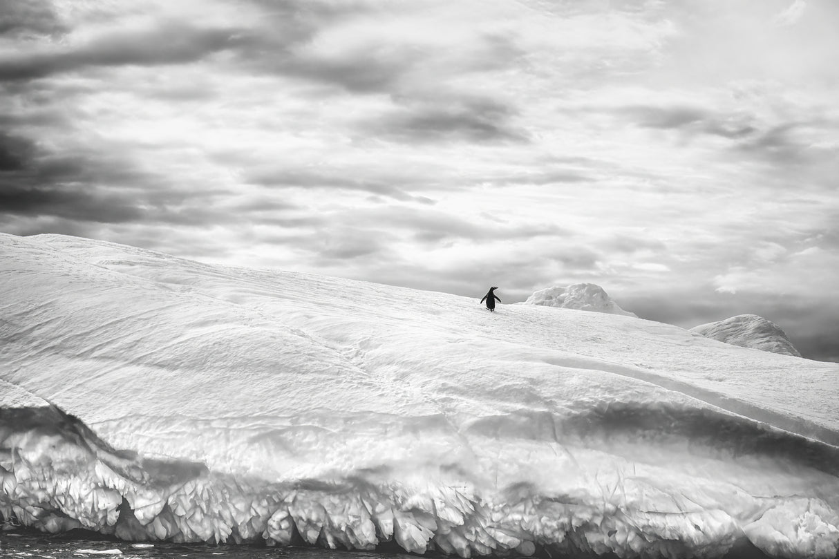 Alone in its world Poster och Canvastavla