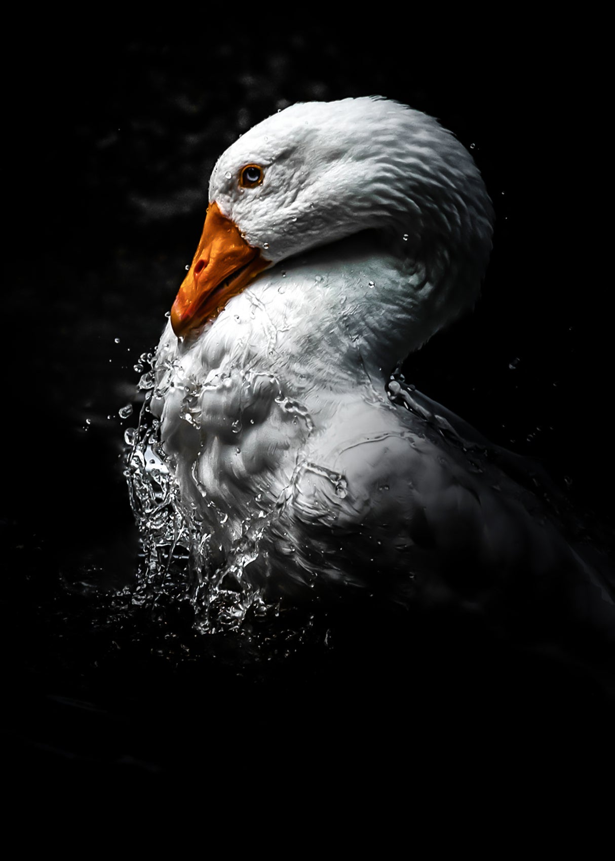 Il brutto anatroccolo Poster och Canvastavla