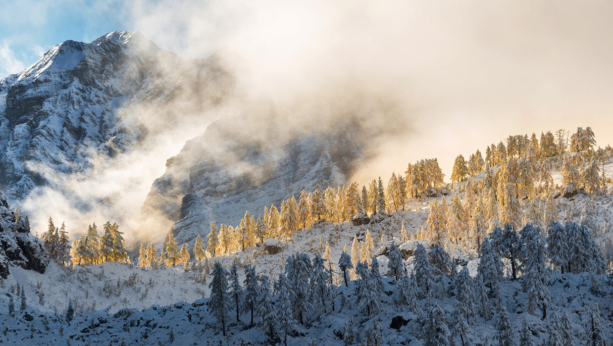 Golden larches in the mountains Poster och Canvastavla