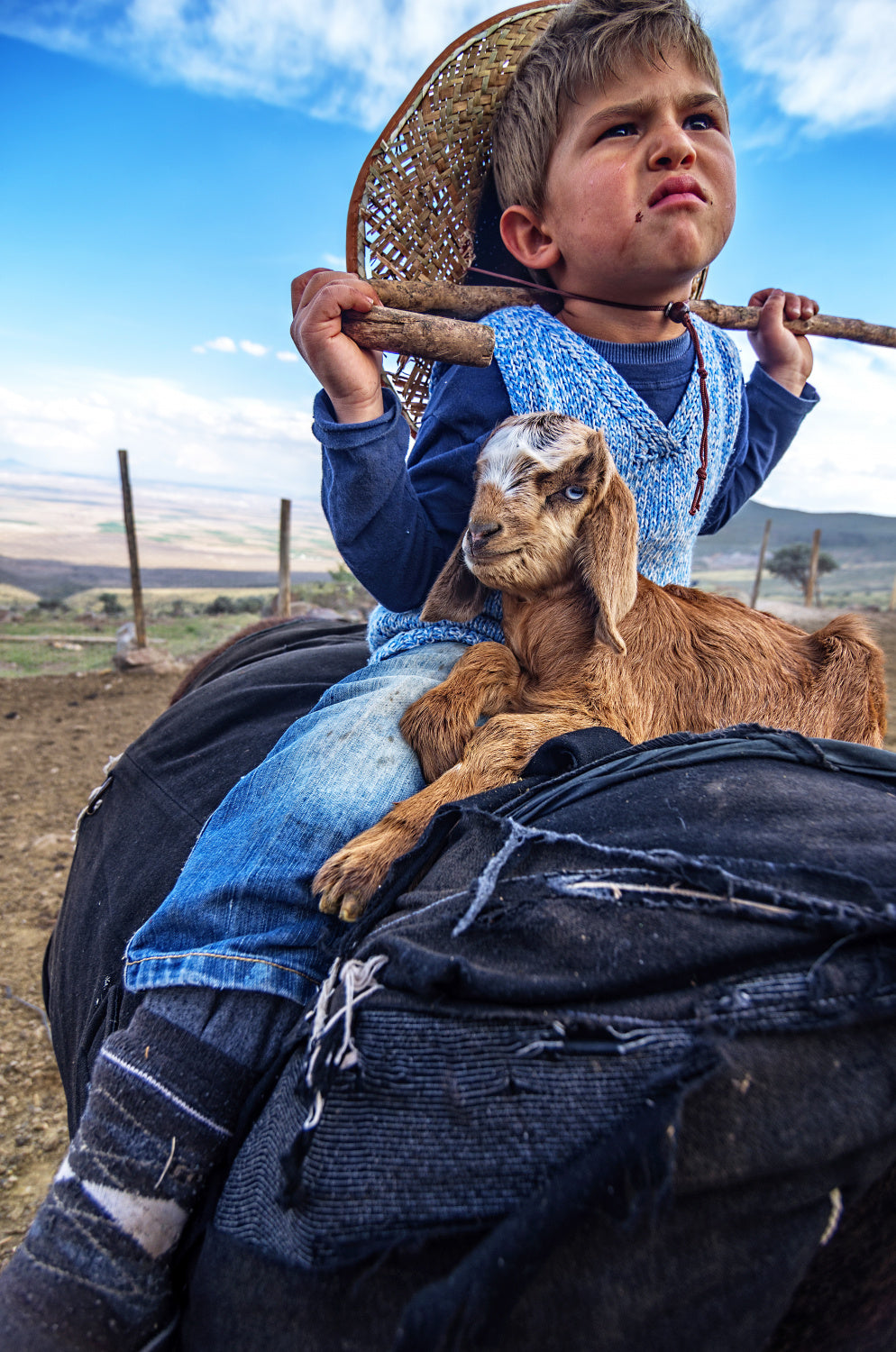 Little shepherd Poster och Canvastavla