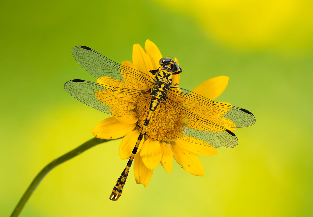 Yellow in yellow in yellow! Poster och Canvastavla