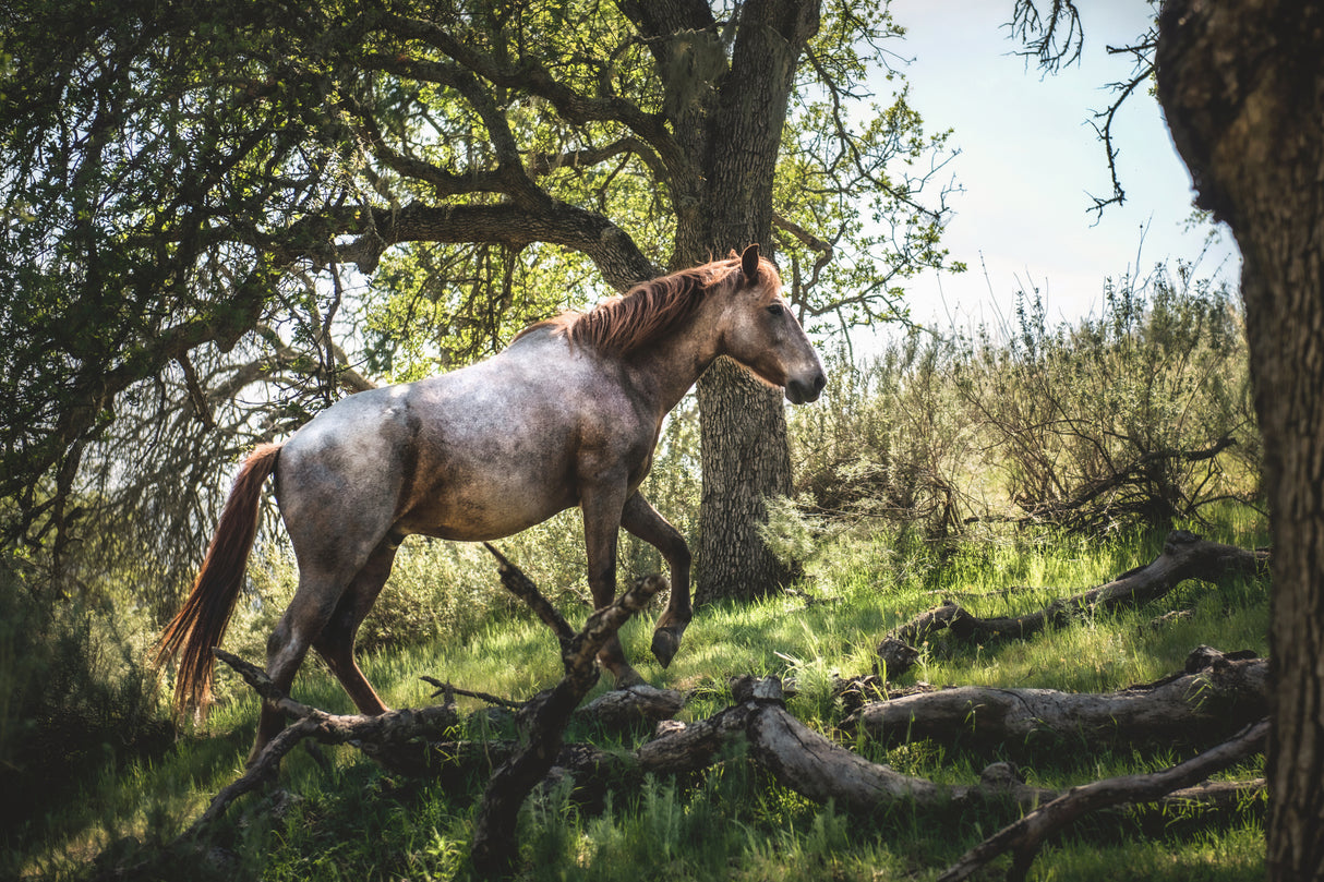 Hillside Horse Poster och Canvastavla