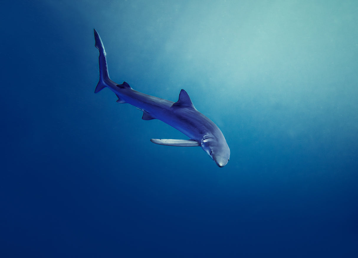 In Deep Blue Poster och Canvastavla