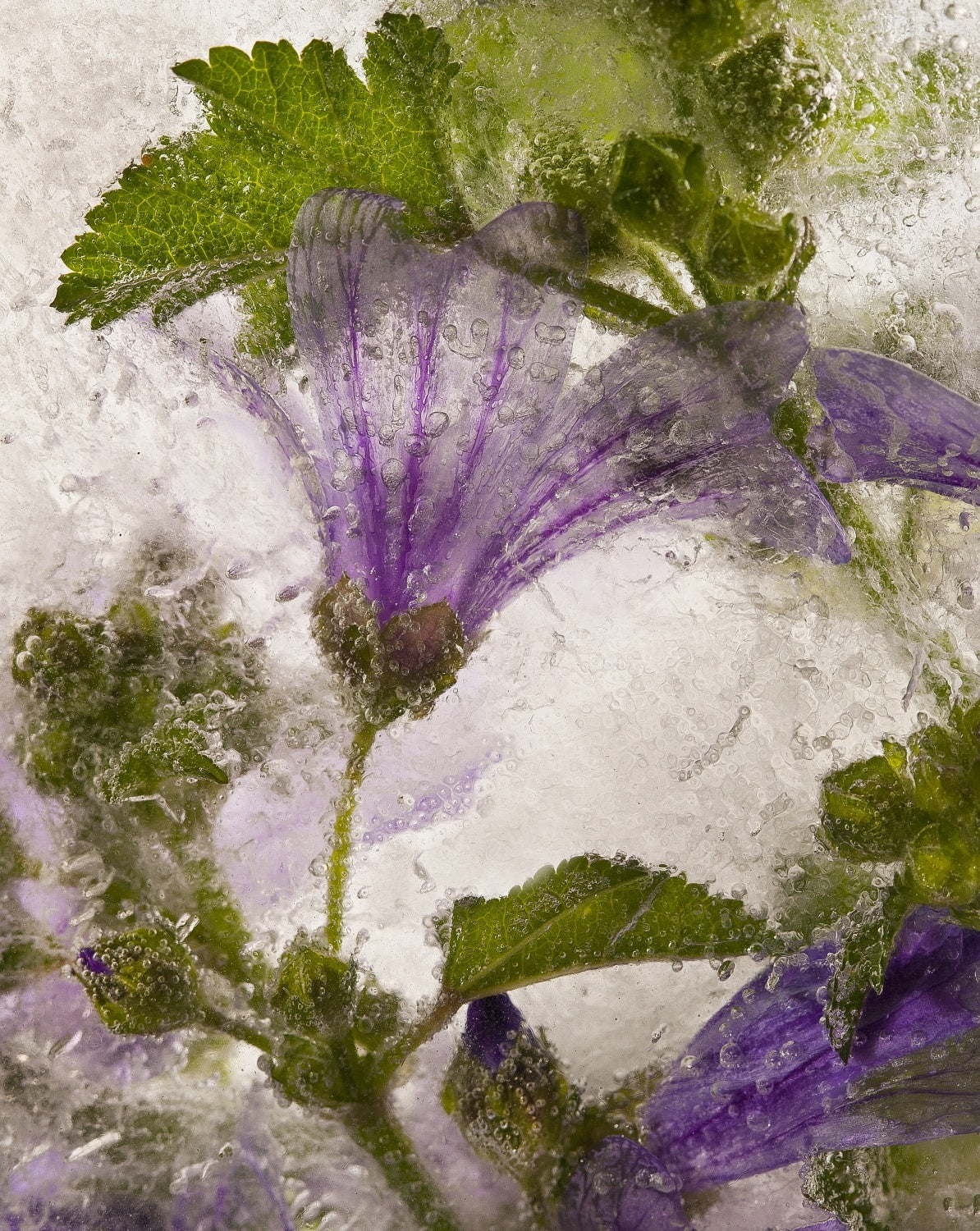 Frozen mallow flower Poster och Canvastavla