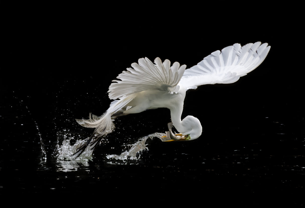 A Wonderful Catch Poster och Canvastavla