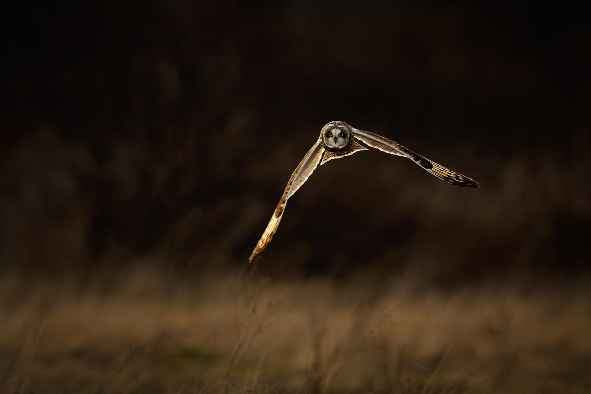 Flying to me Poster och Canvastavla