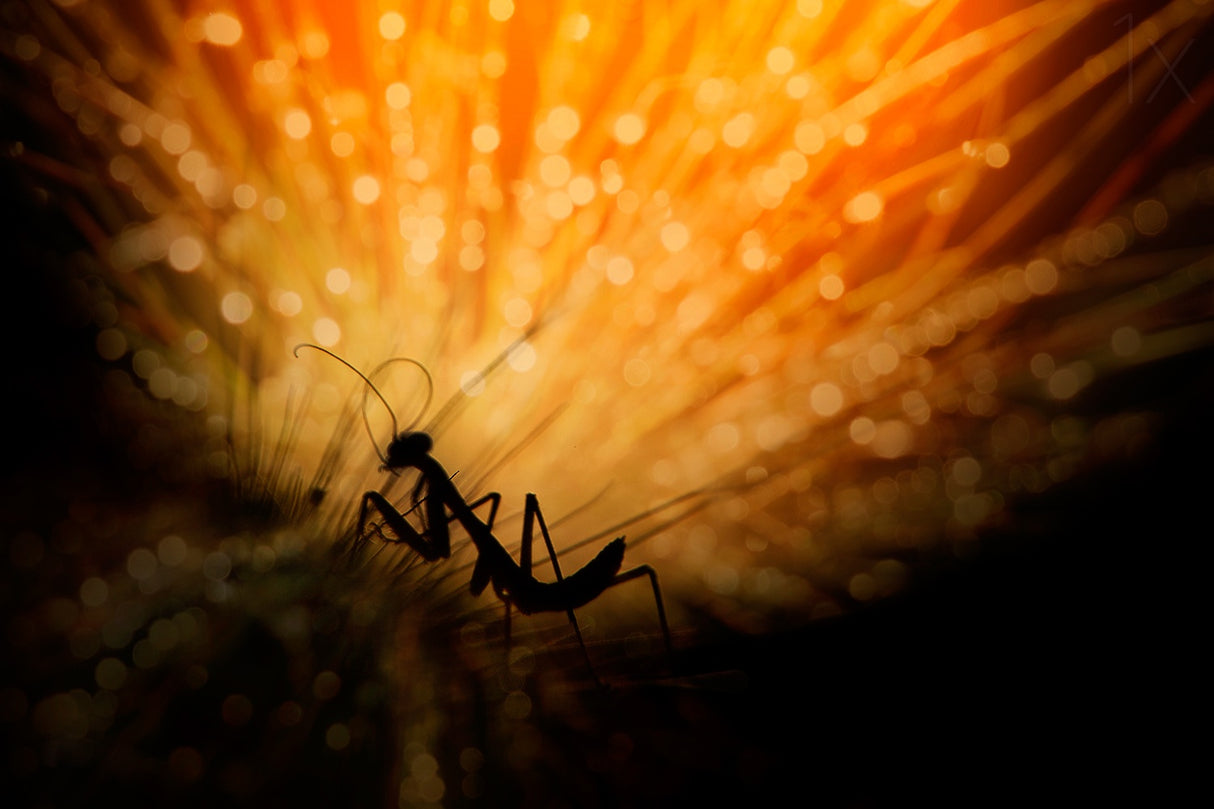 Fireworks Poster och Canvastavla