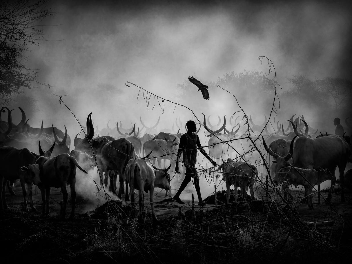 Mundari's cows shadows, SOUTH SUDAN 2021 Poster och Canvastavla