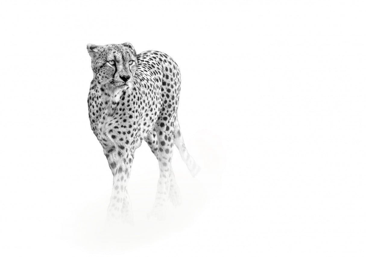 On prowl Poster och Canvastavla