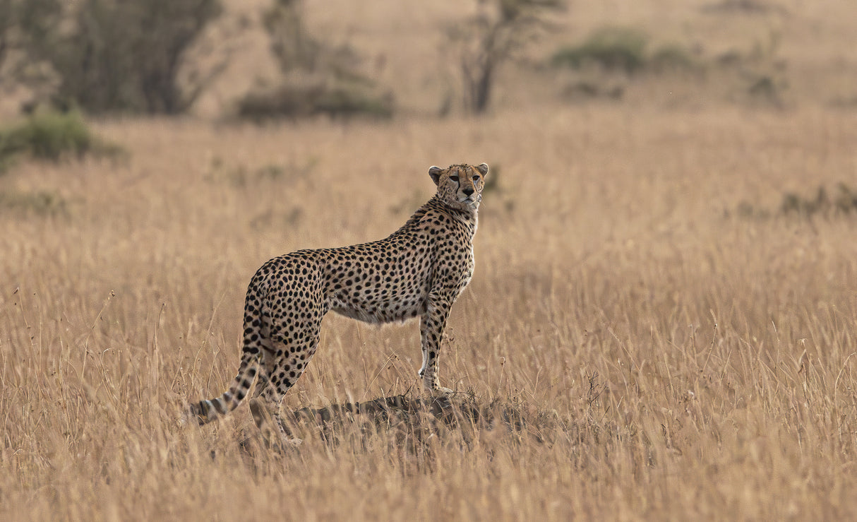 Cheetah Poster och Canvastavla