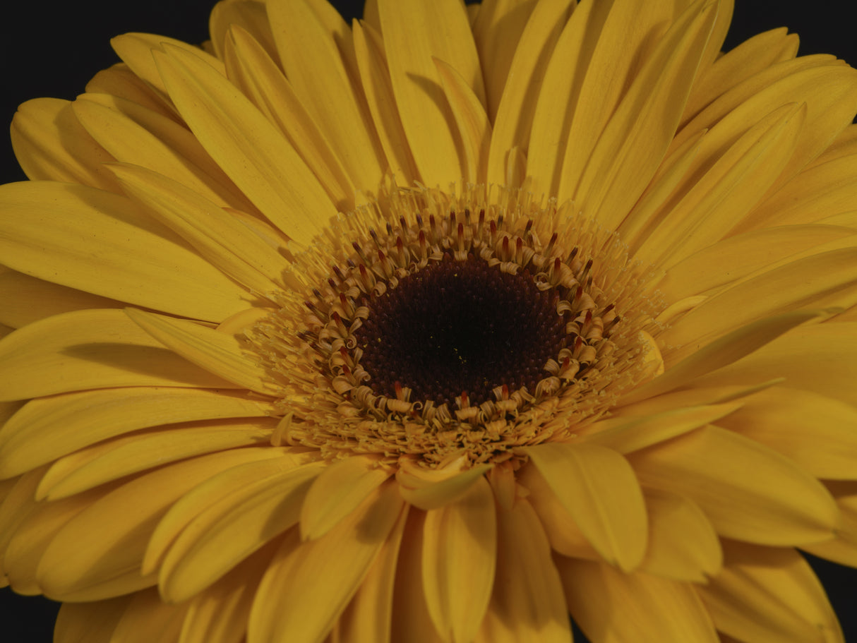 beautiful flower Poster och Canvastavla