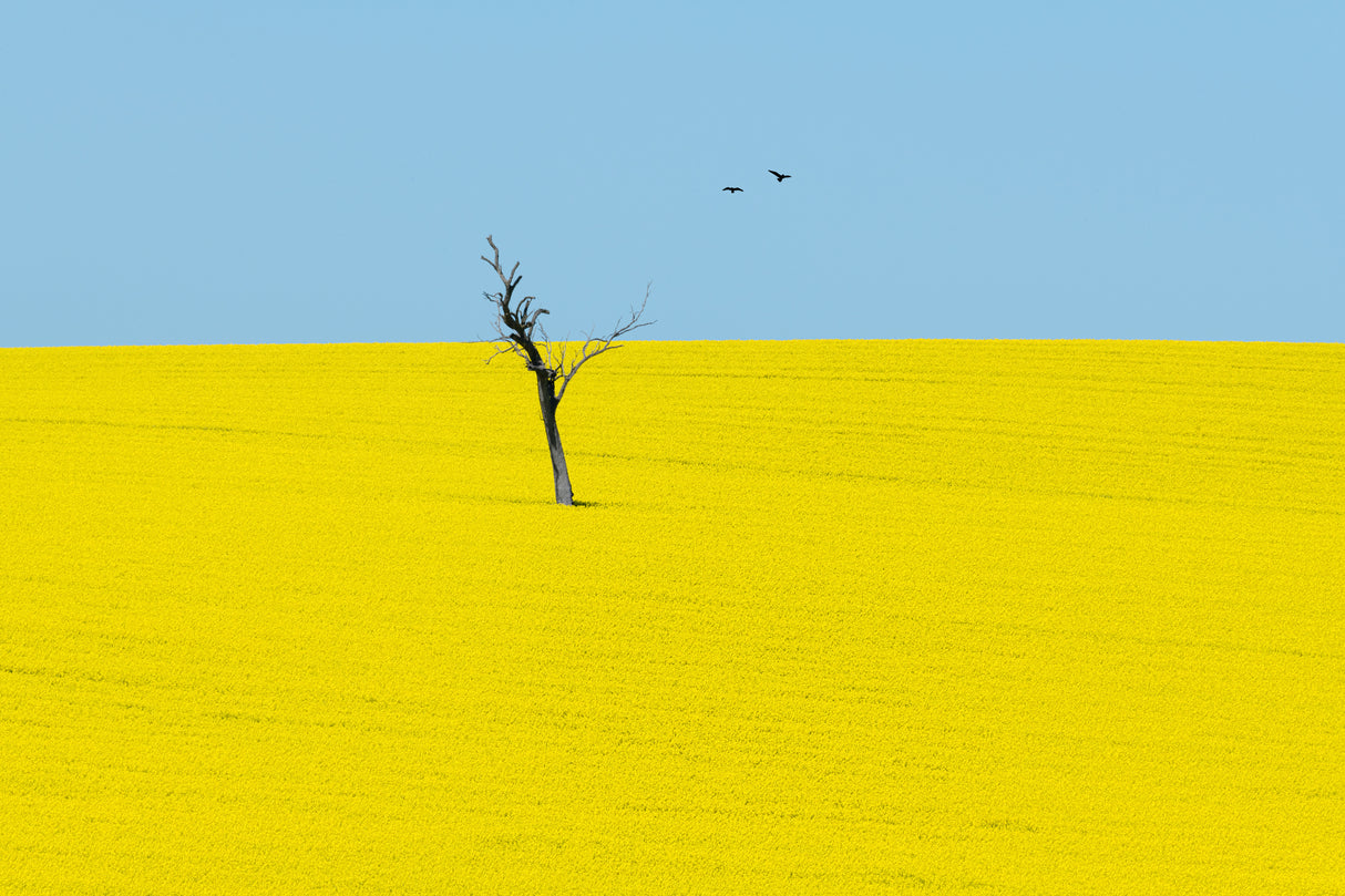 Canola Flowers Poster och Canvastavla