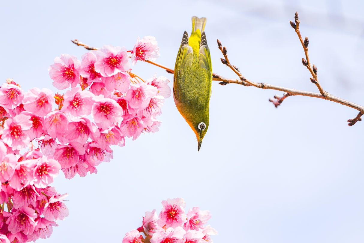 Early spring Poster och Canvastavla