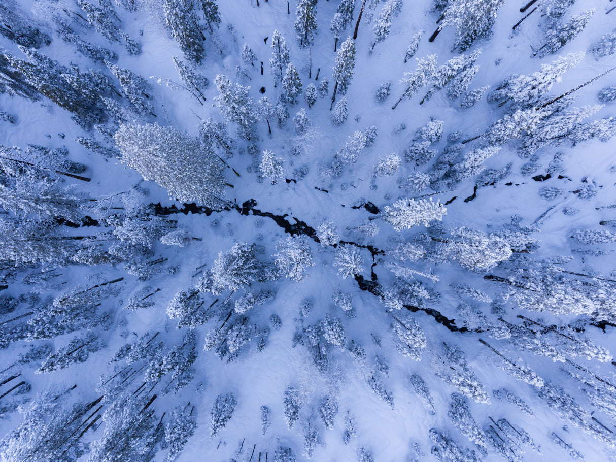 Winter wonderland Poster och Canvastavla