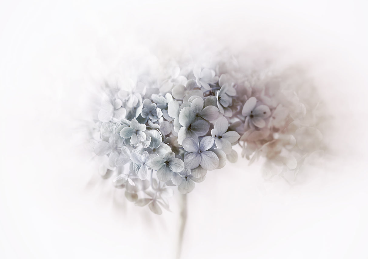 Hydrangea Poster och Canvastavla