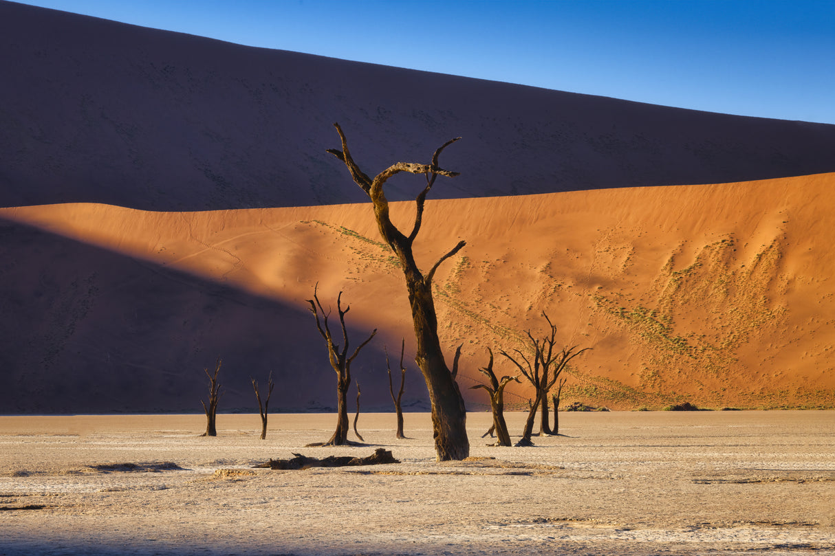 Deadvlei Poster och Canvastavla