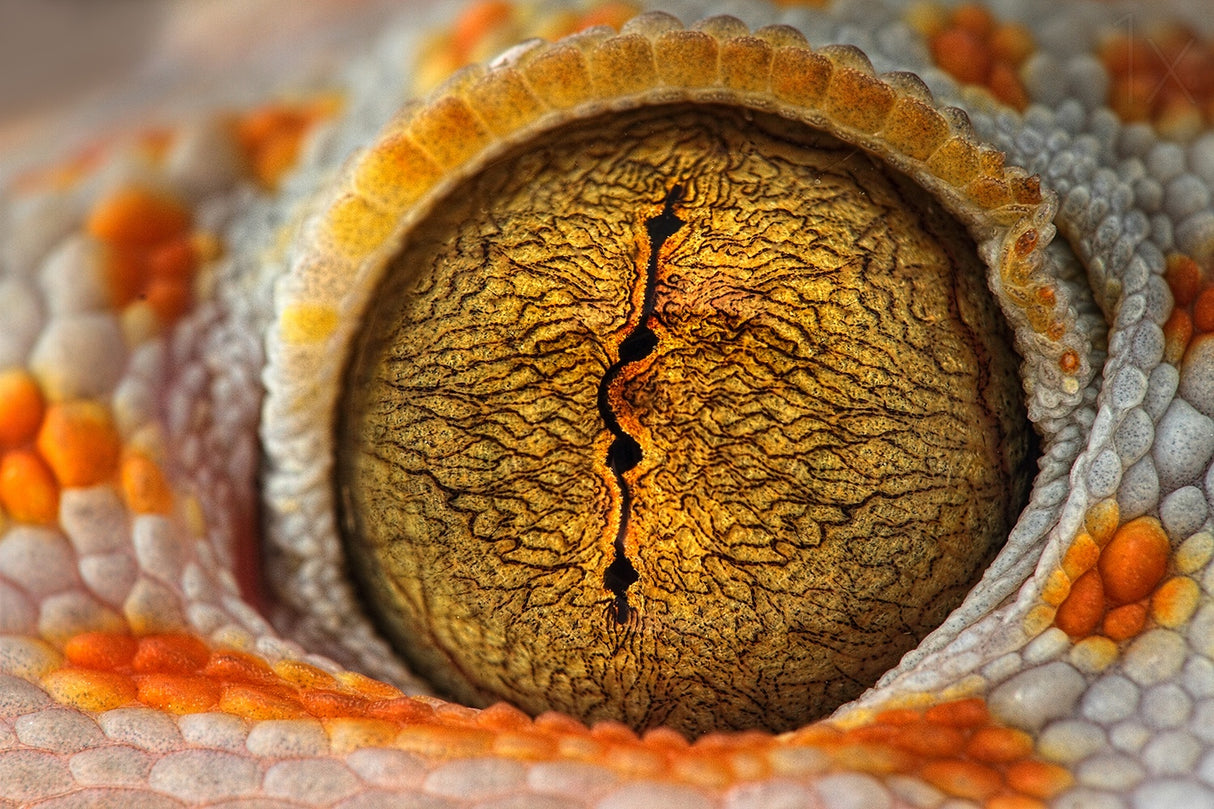 The Eye Poster och Canvastavla