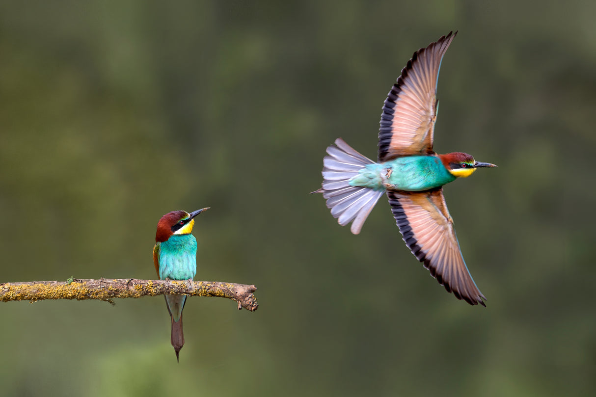 Bee-eater going for food Poster och Canvastavla