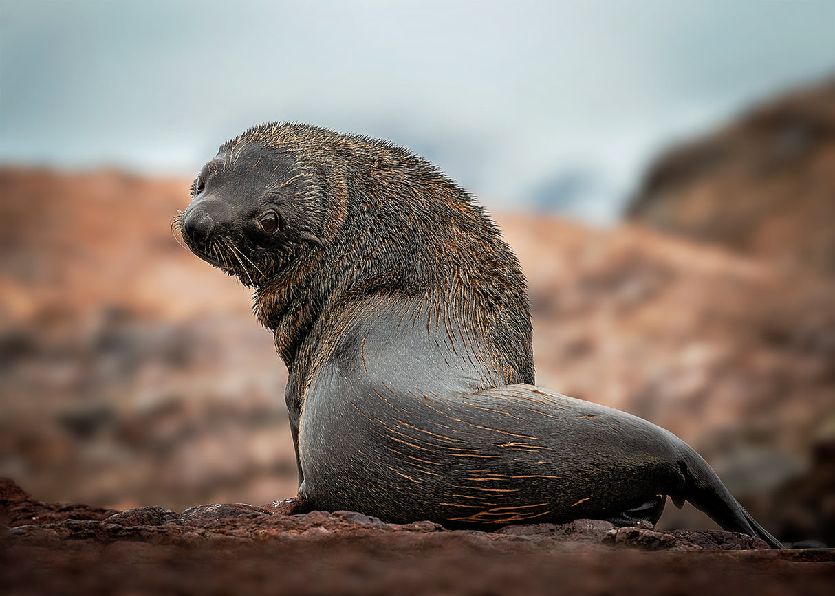 A lonely seal Poster och Canvastavla