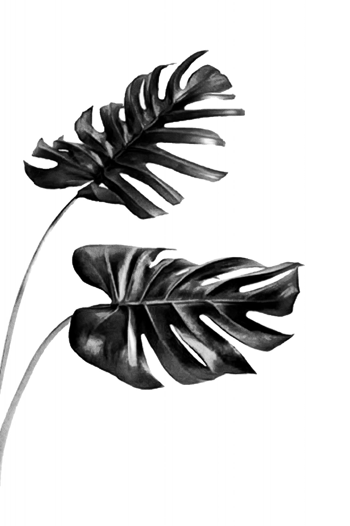 Monstera Black and White 04 Poster och Canvastavla