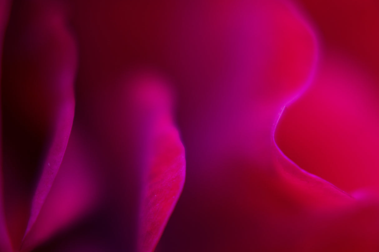 abstract rose leaves Poster och Canvastavla
