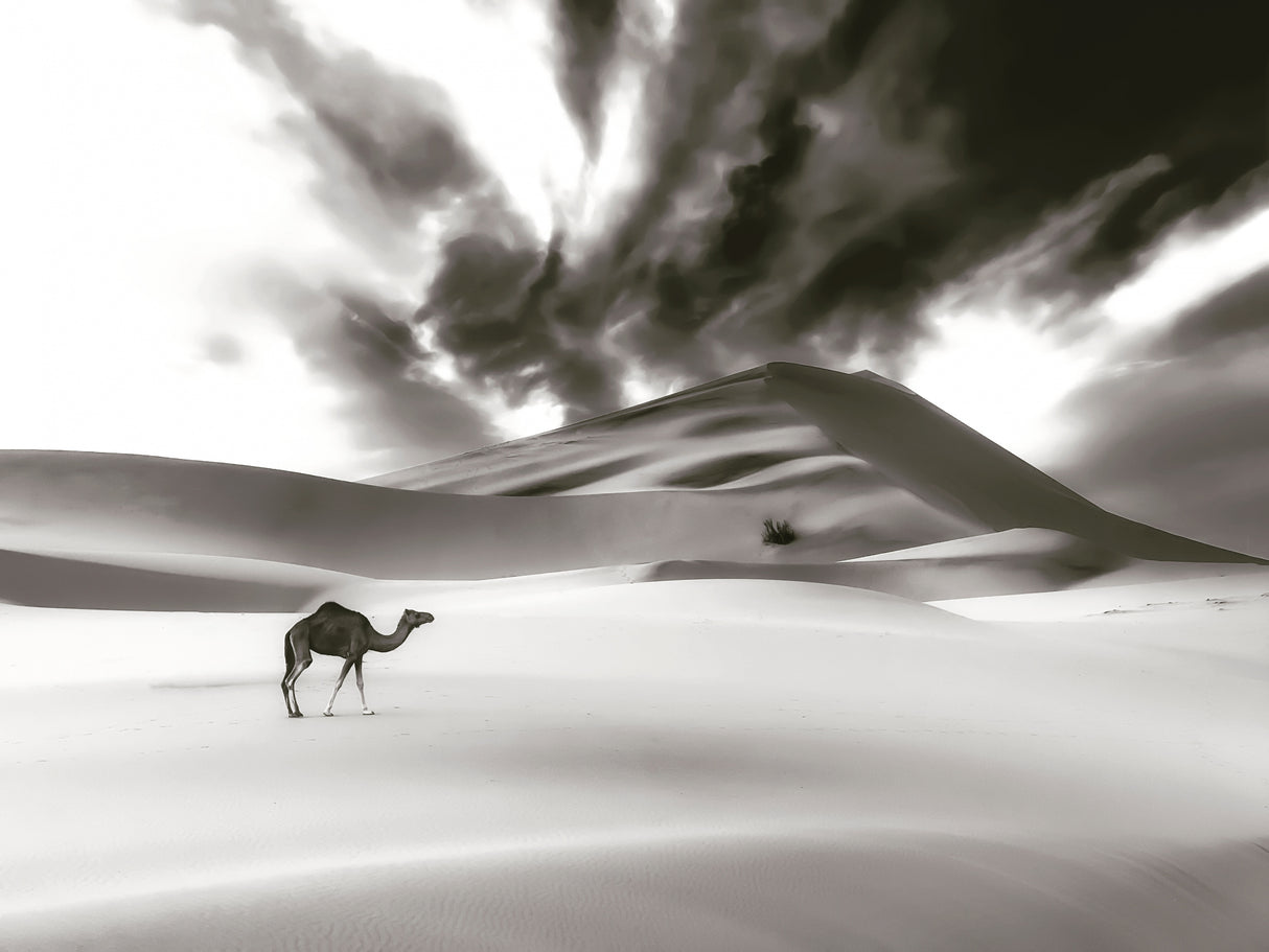 Camel and Dune Poster och Canvastavla
