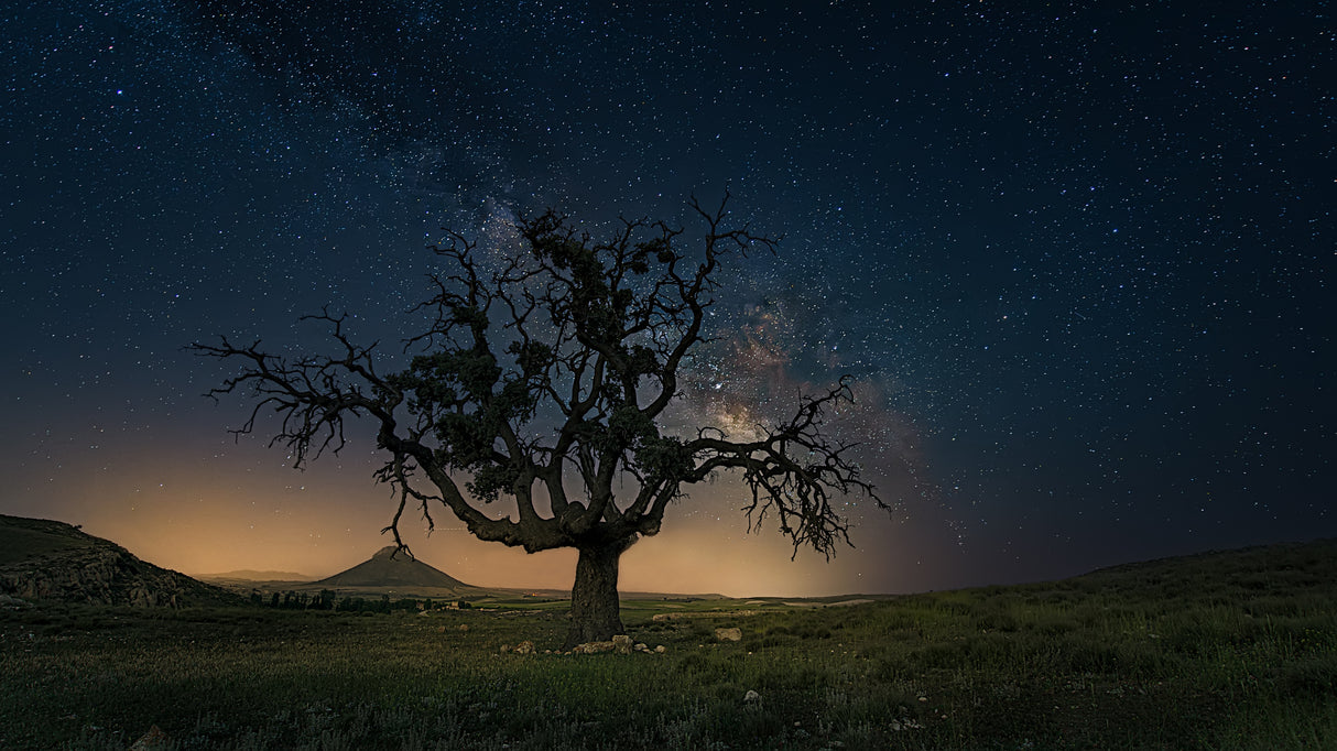 the old tree Poster och Canvastavla