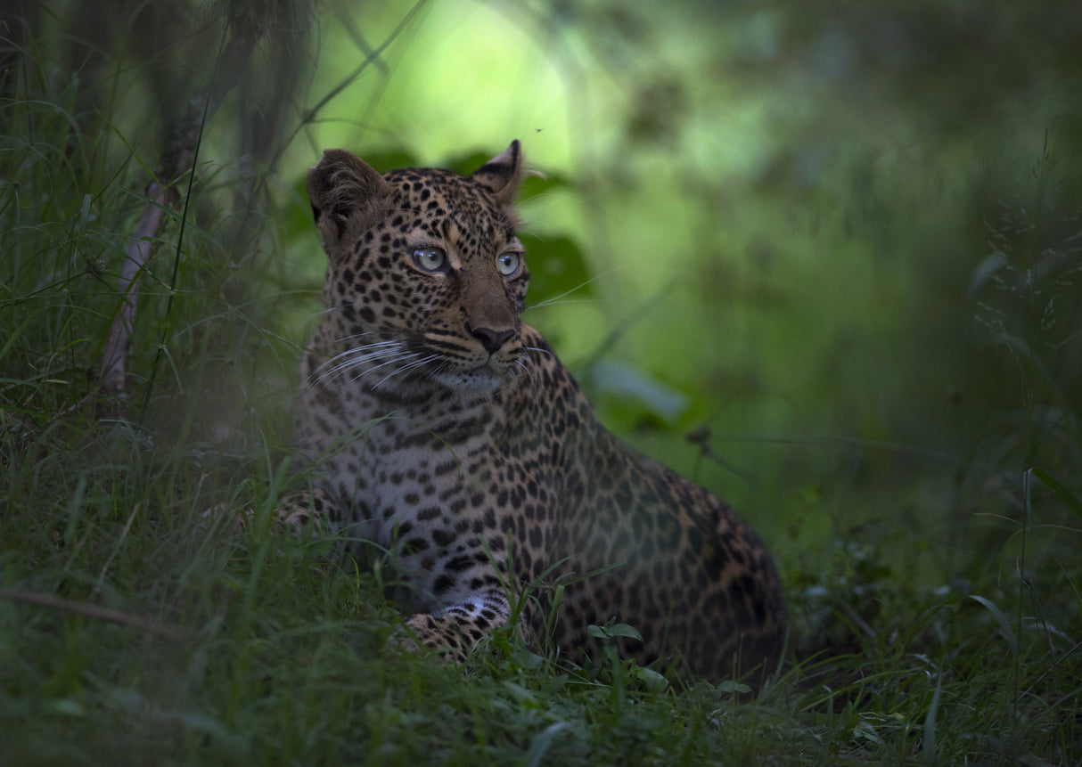 Leopard In Africa Poster och Canvastavla