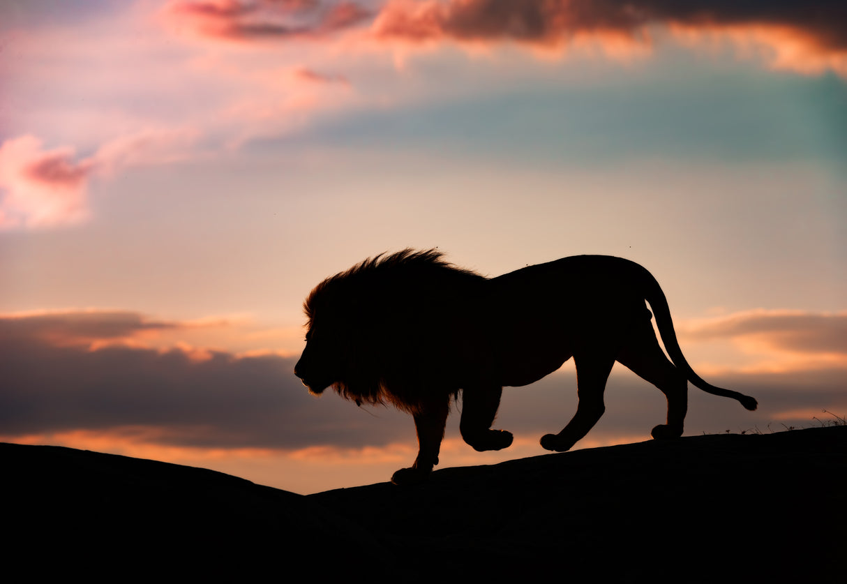 Sunset in the Serengeti Poster och Canvastavla