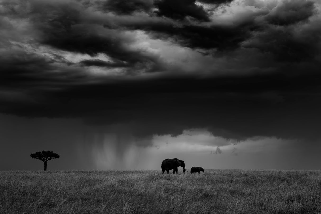 Thunderstorm on the Savannah Poster och Canvastavla