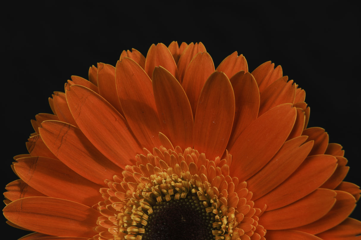 beautiful flower Poster och Canvastavla
