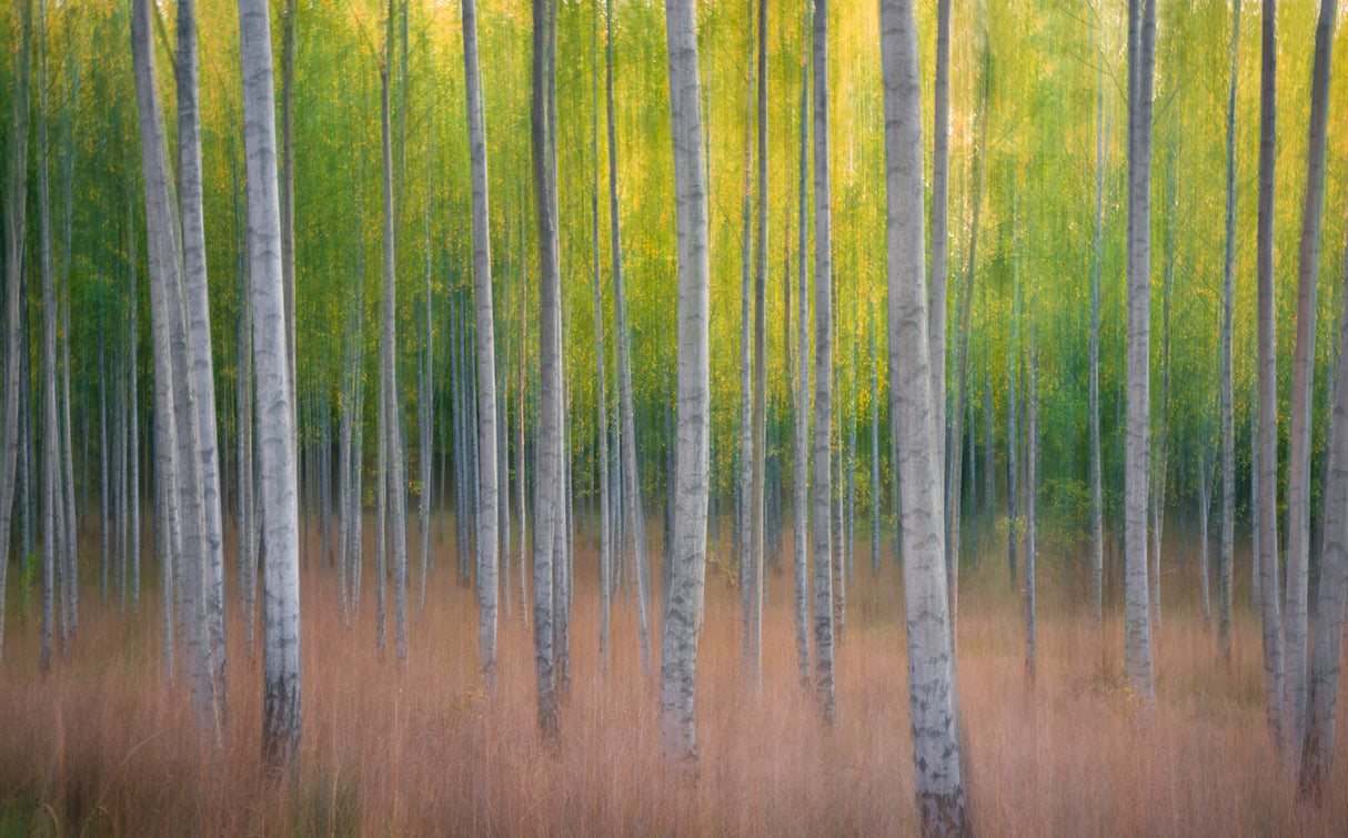Intentional Camera Movement Poster och Canvastavla