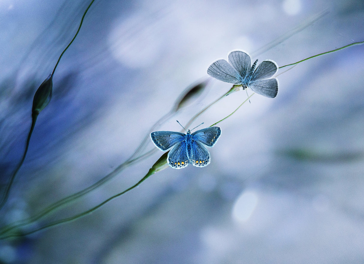 BLUE Poster och Canvastavla
