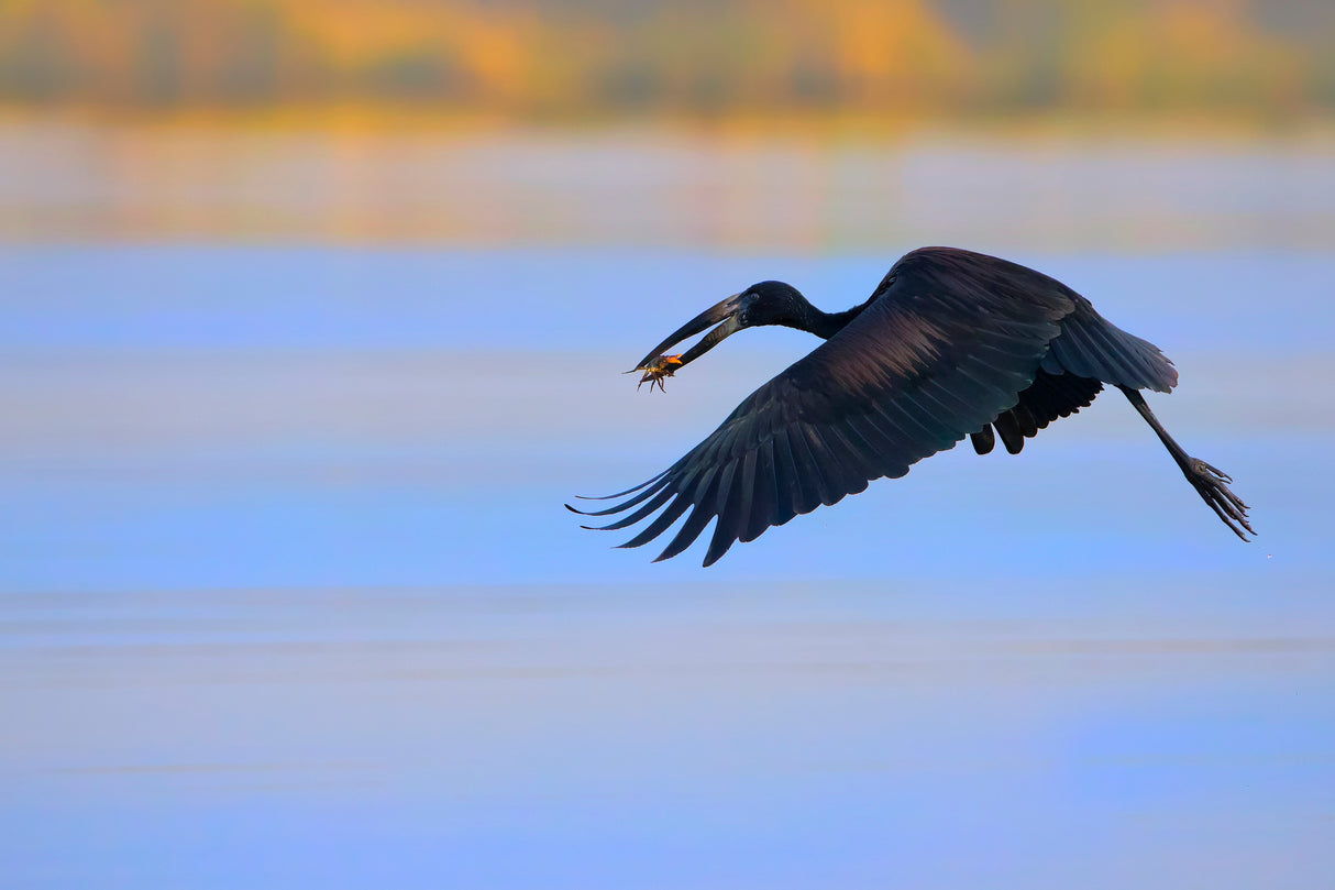 Openbill stork Poster och Canvastavla
