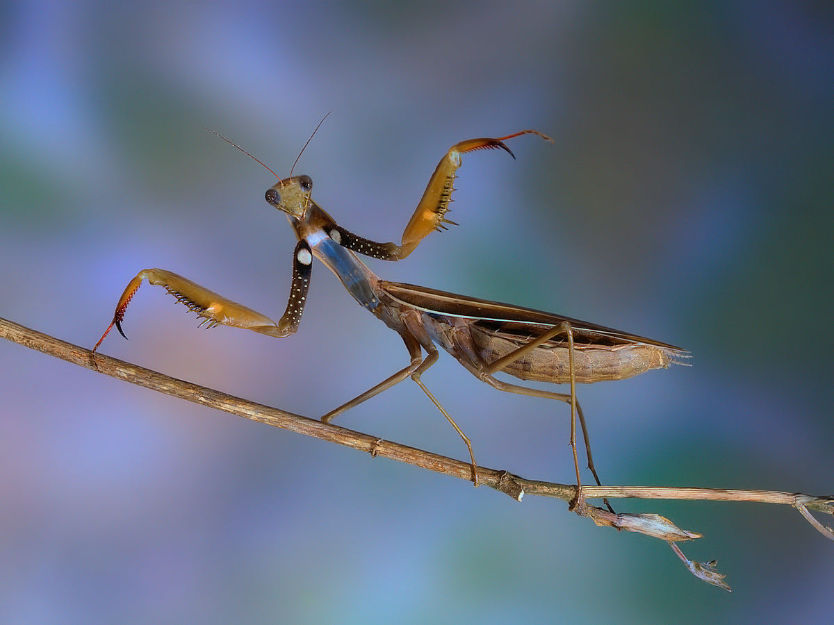 Mantis religiosa Poster och Canvastavla